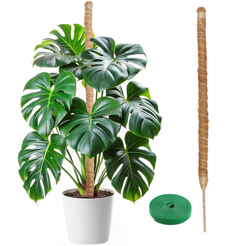 Monstera Thai Constellation - 60-100CM 구부릴 수 있는 식물 등반