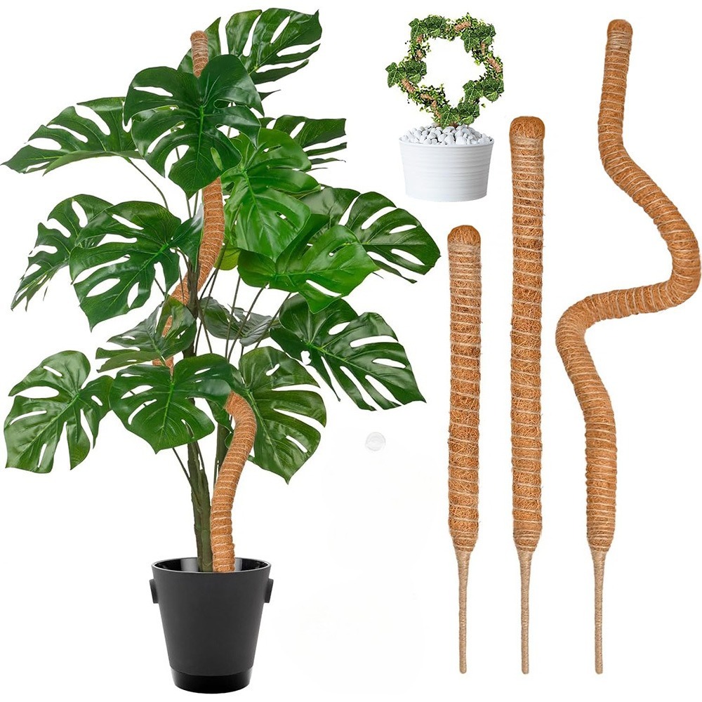Monstera Thai Constellation - 30-100cm 구부릴 수 있는 식물 등반