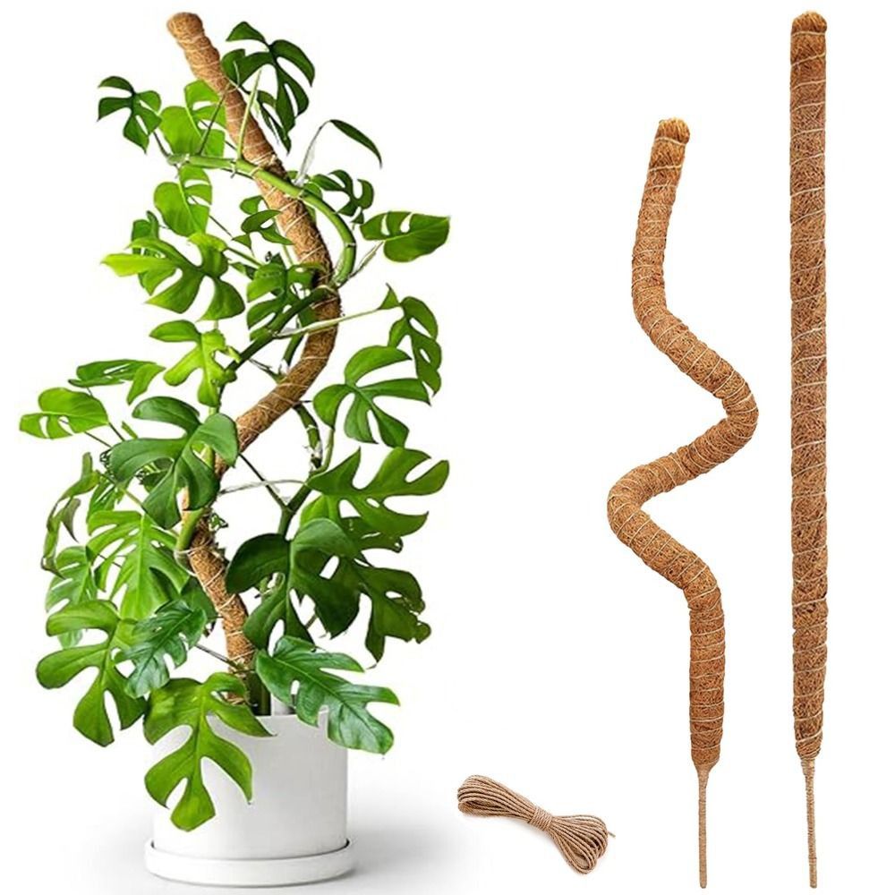 Monstera Thai Constellation - 식물 지지대 구부릴 수 있는 이끼봉