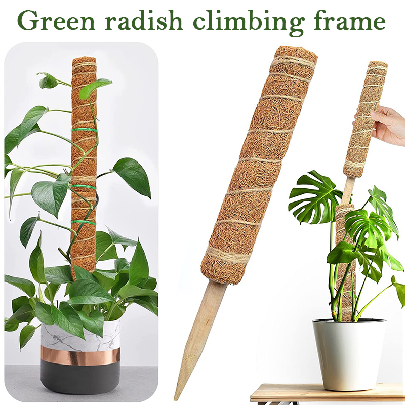 Monstera Thai Constellation - 30/40/50cm 식물 등반 코코넛 토템 폴