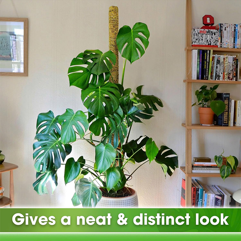 60-100CM 구부릴 수 있는 식물 등반 지지대 이끼 - Monstera Thai Constellation 리뷰 및 가격