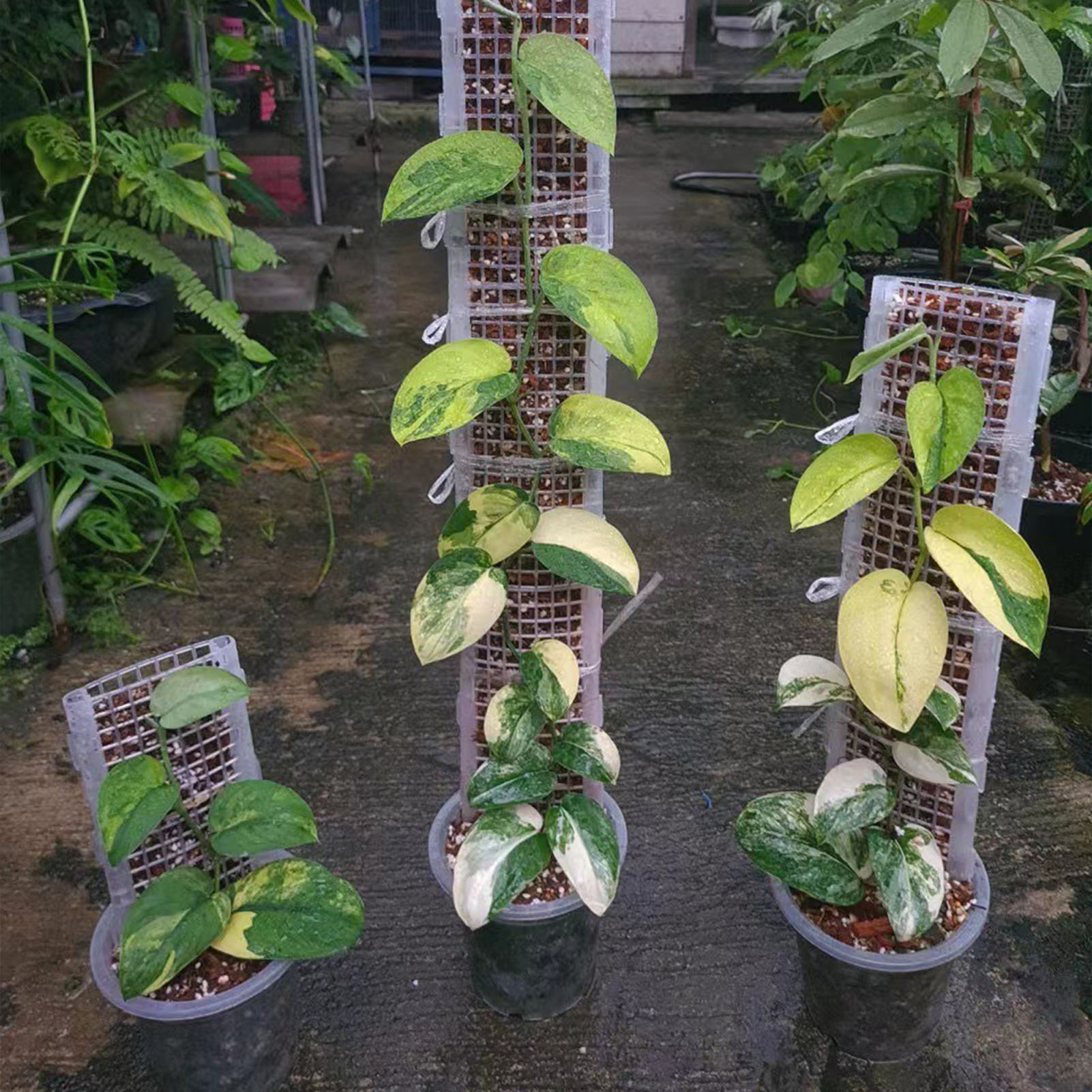 식물 식물용 플라스틱 이끼 막대, 지지대 중공 이끼 막 - Monstera Thai Constellation 리뷰 및 가격