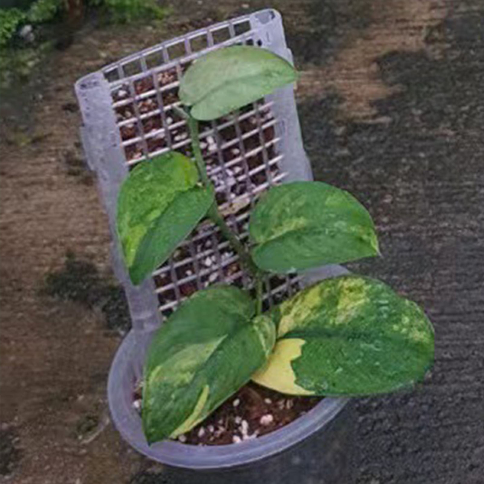 식물 식물용 플라스틱 이끼 막대, 지지대 중공 이끼 막 - Monstera Thai Constellation 리뷰 및 가격