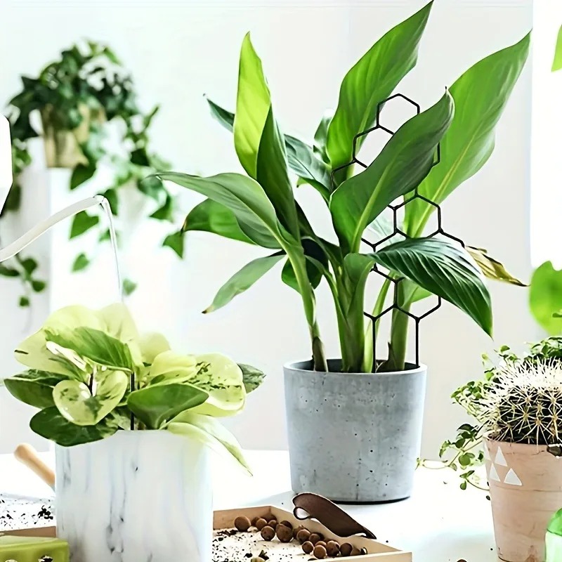 3Pcs 식물 지지대 프레임 등반용 랙 식물 형성/디자 - Monstera Thai Constellation 리뷰 및 가격