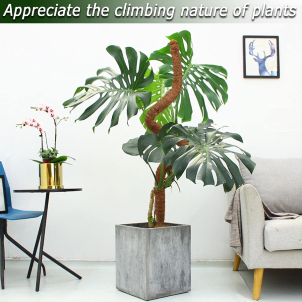 30-100cm 구부릴 수 있는 식물 등반 지지대 이끼 - Monstera Thai Constellation 리뷰 및 가격