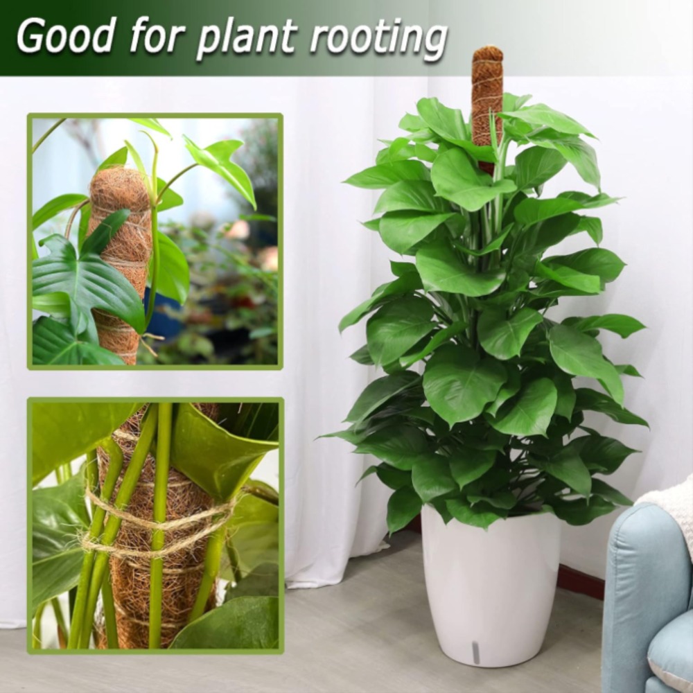 30-100cm 구부릴 수 있는 식물 등반 지지대 이끼 - Monstera Thai Constellation 리뷰 및 가격