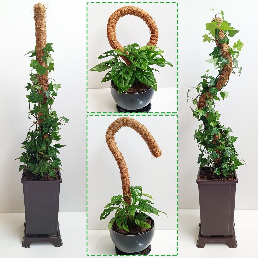 식물 지지대 구부릴 수 있는 이끼봉 천연 소재 수제 식 - Monstera Thai Constellation 리뷰 및 가격