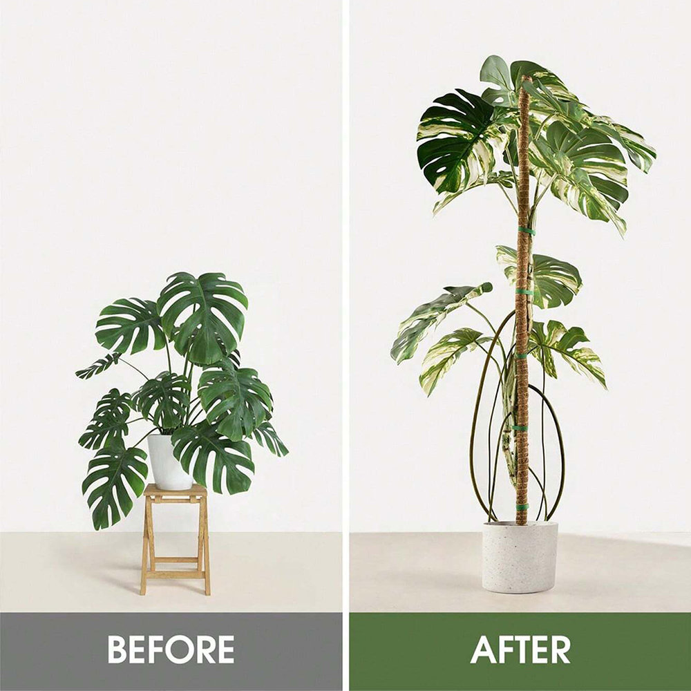 식물용 모스폴, 몬스테라 식물 지지대, 실내 식물 등반 - Monstera Thai Constellation 리뷰 및 가격