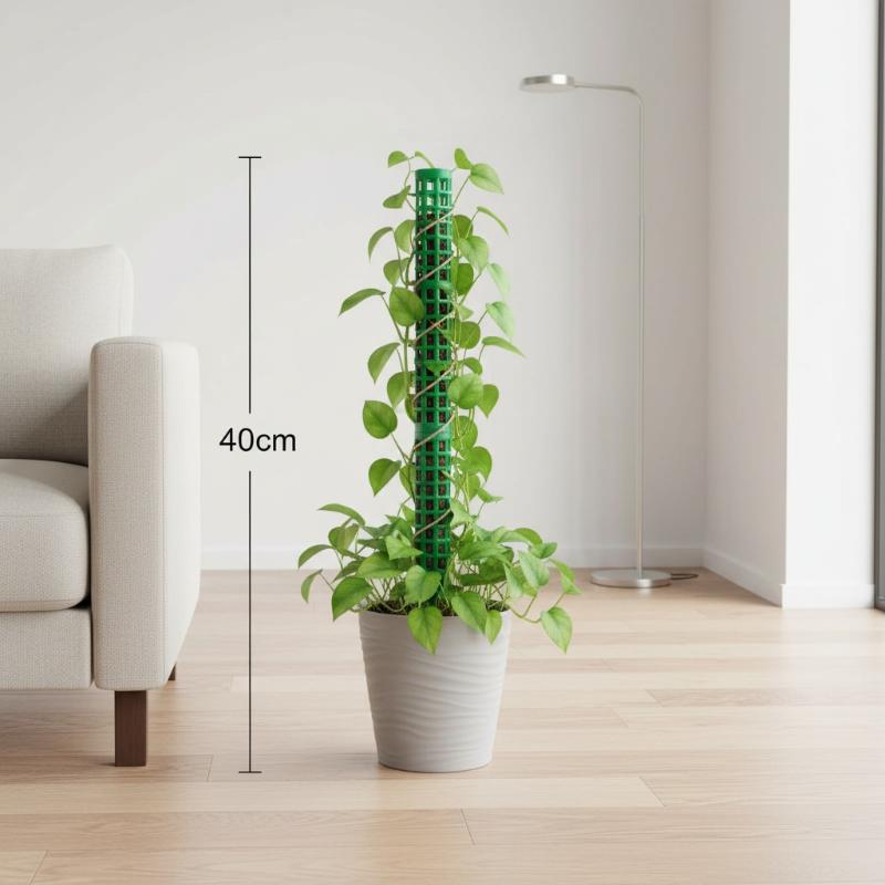 식물 등반 프레임 확장형 식물 이끼 지지대 2가지 사이 - Monstera Thai Constellation 리뷰 및 가격
