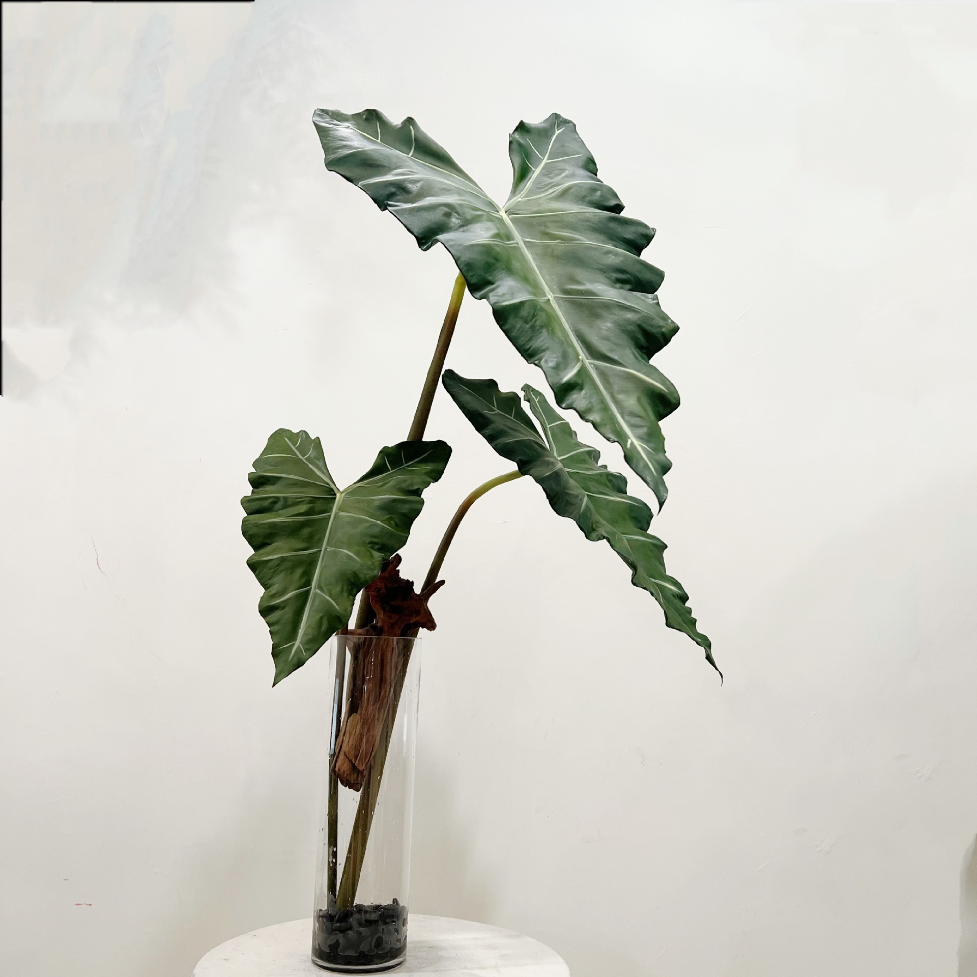 인조 긴 PU 손 느낌 녹색 식물 큰 잎 실내 홈 장식 - String Of Pearls Plant 리뷰 및 가격