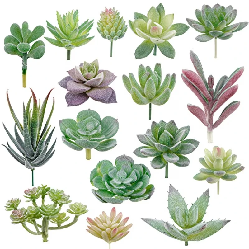 10/20Pcs PVC 다육 식물 가정 정원을위한 녹색 - String Of Pearls Plant 리뷰 및 가격